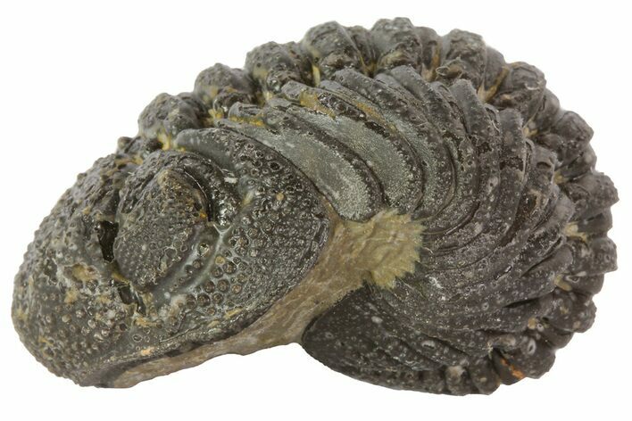 Morocops Trilobite Fossil - Partially Enrolled #67004
